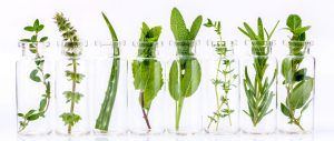 Natural herbs and ingredients in clear glass bottles.